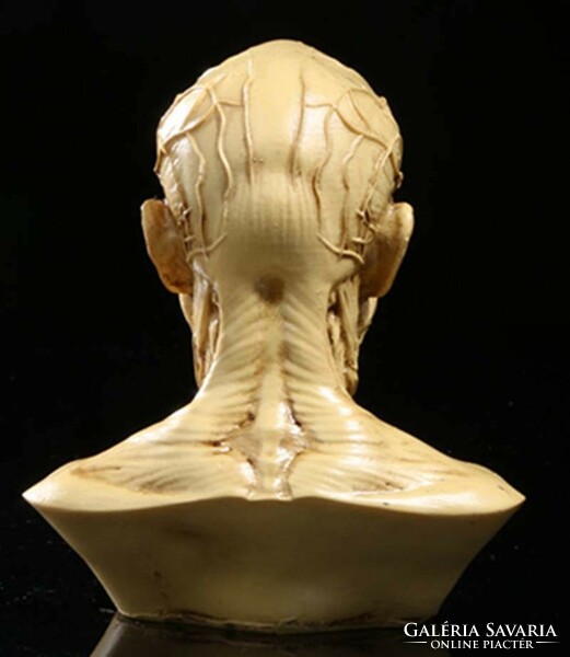 Élethű anatómiai koponya torzó  izom képlet orvosoknak természetgyógyászoknak masszőröknek