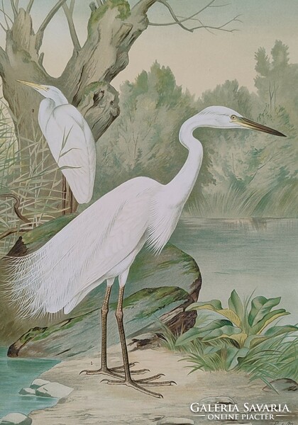 Herodias alba (great egret),