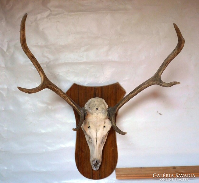 Deer antlers trophy