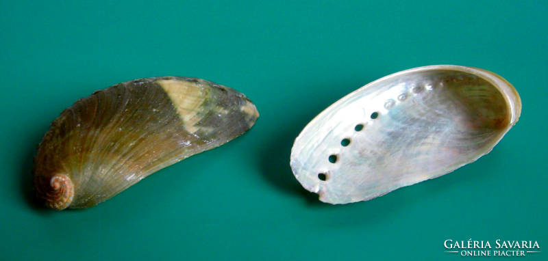 Gyöngyház belsejű - Abalone - tengeri fülcsiga héj -  egyoldalas