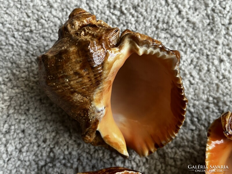 Old shell, snail shell, 5 pcs