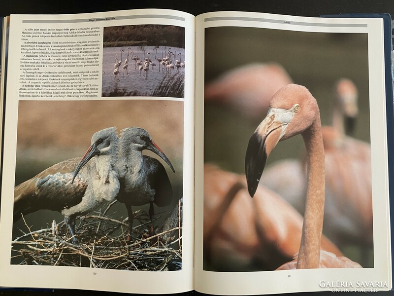 Mark rauzon: illustrated bird encyclopedia