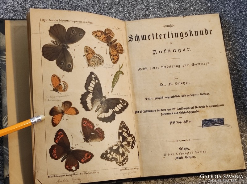 A Német pillangókról Kezdőknek-Deutsche Schmetterlingskunde ...Adolf Speyer-1879
