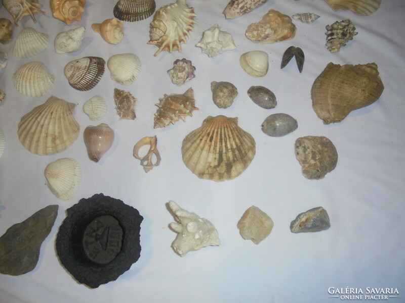 Tengeri korall, kagylók, csigák, rák, fosszíliák - kb. 78 darab együtt