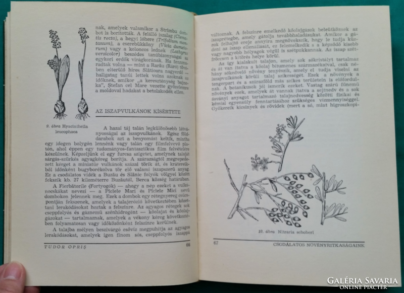 Tudor opris: our amazing plant rarities > flora > handbook, glossary, lexicon