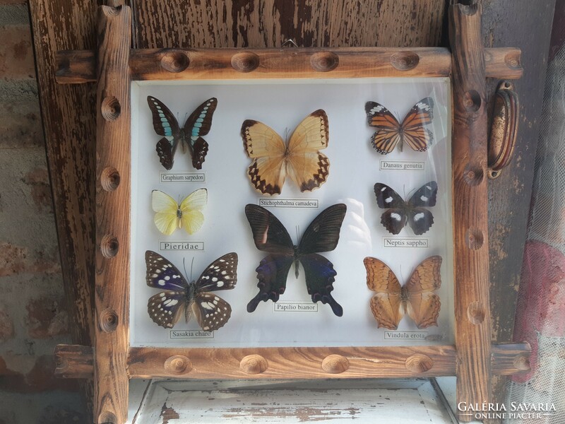 Butterfly butterfly collection