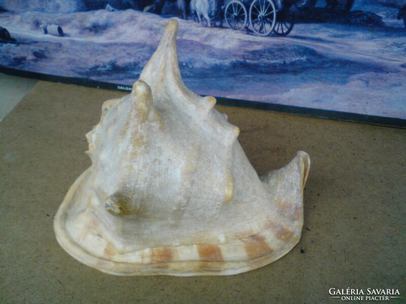 Old big helmet snail, sea snail