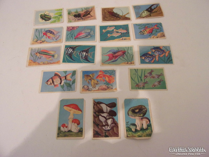 Ismeretterjesztő kártyák halakról bogarakról és gombákról