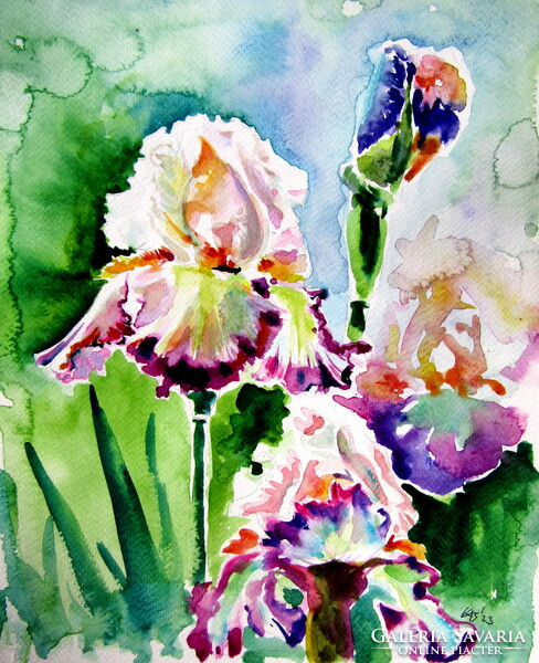 Iris from the garden akvarell festmény