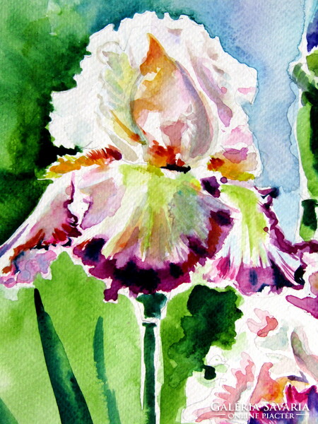 Iris from the garden akvarell festmény