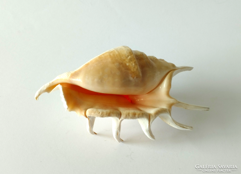 Large sea finger snail