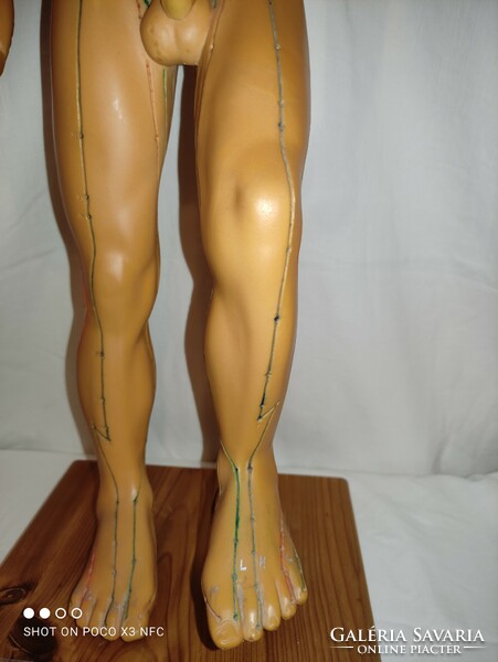 Vintage seirin 66 cm high male doll marking acupuncture points made of hollow rubber health statue