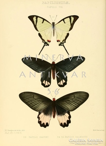 Lepkék, pillangók 5. Vintage/antik zoológiai illusztráció. Kitűnő minőségű reprint nyomat