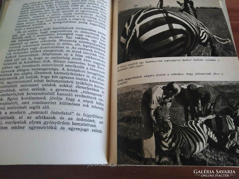Bernhard Grizmek: A Seregenti nem halhat meg, 367.000 állat hazát keres, 1968