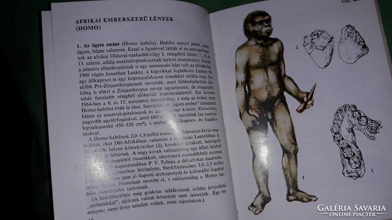 1982.Dr. László Kordos: - diver's pocket books - human predecessors picture book mora according to the pictures