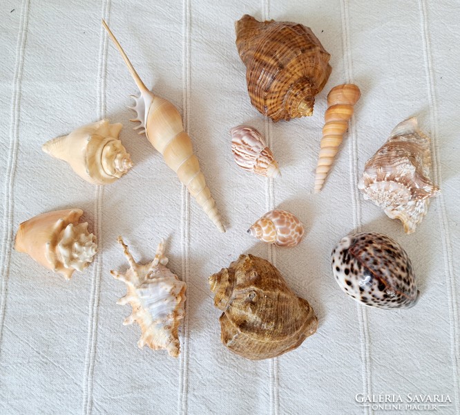 11 darab nagyméretű dekoratív tengeri csiga együtt