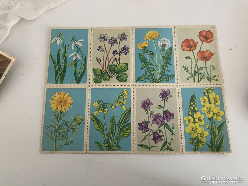 Collector image, sticker, stamp-like, flower