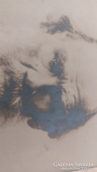 (K) Régi kép Lev Tolsztoj 15x20 cm (paszpartu nélkül)