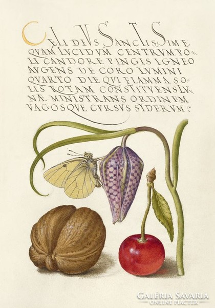 Medieval botanical illustration ornate handwriting butterfly checkered lily cherry 16.Sz manuscript reprint