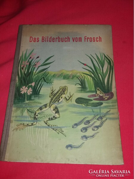 1951.Antik ann siebert - the picture book of the frog German language children's informative picture according to pictures