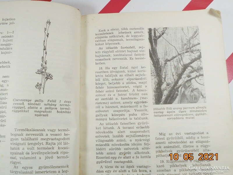 Jeszenszky Árpád: A gyümölcsfák metszése képekben
