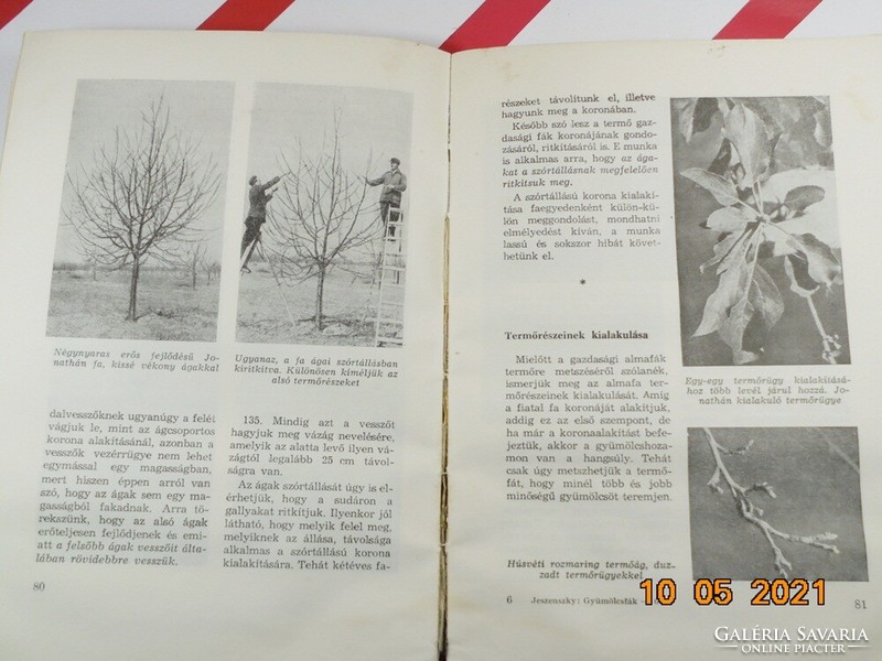 Árpád Jeszenszky: pruning fruit trees in pictures
