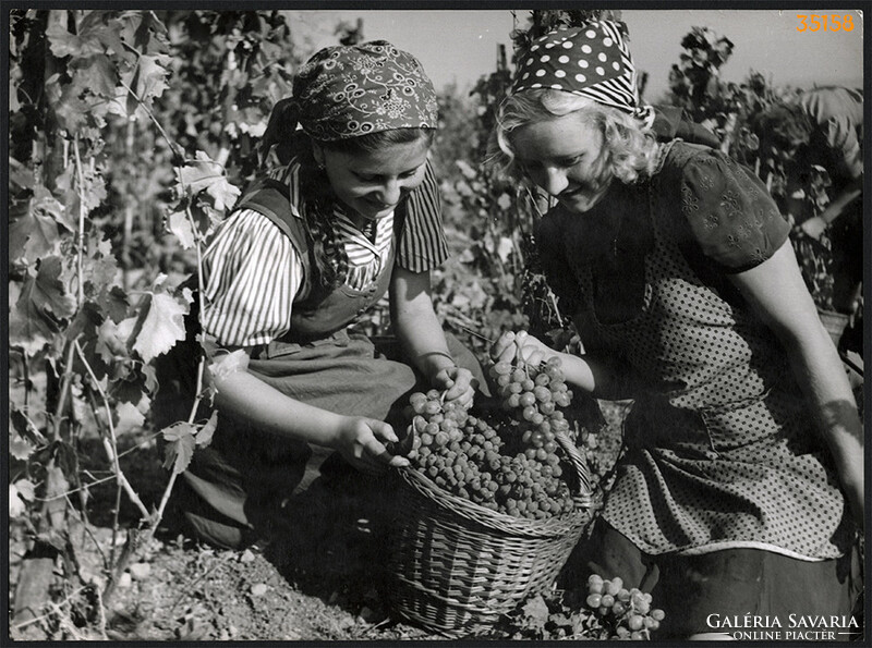 Larger size, photo art work by István Szendrő. Girls in the vineyard with a basket, harvest, farmer