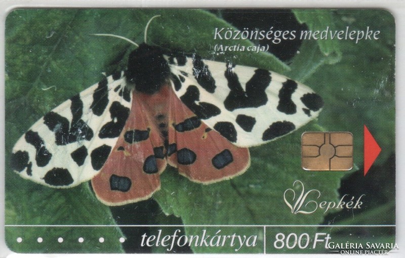 Hungarian phone card 0753 2004 ordinary bear moth gem 6 50,000 Pieces