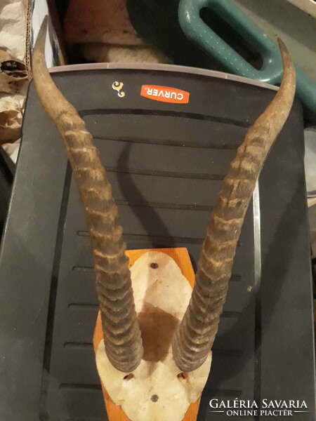 Antelope horn trophy