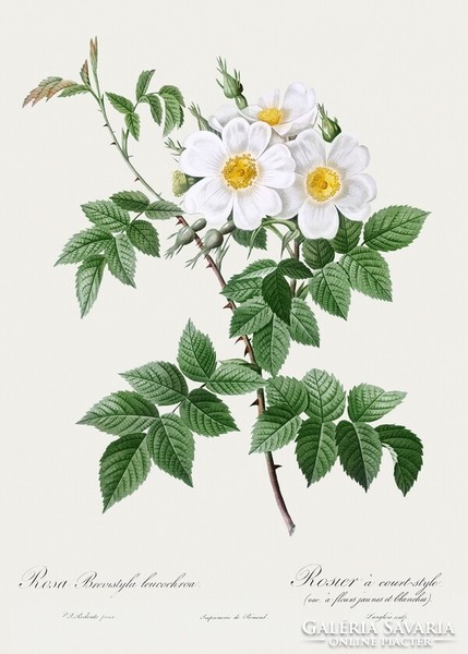 Fehér rózsák, vadrózsa falikép P.J. Redouté régi virágos rajz metszet REPRODUKCIÓ nagyméretű nyomat