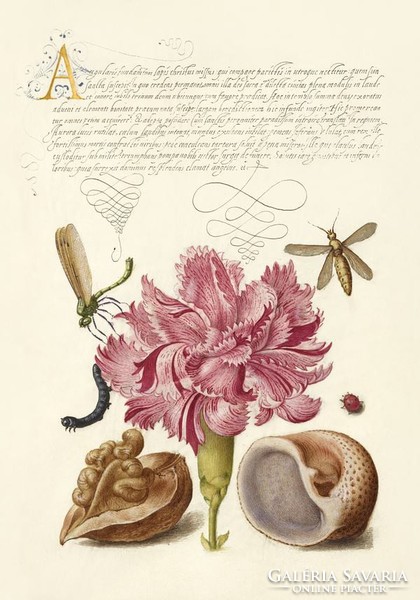 Középkori botanikai rajz szegfű szitakötő dió csiga katica bogár kalligráfia 16.sz kézirat reprint