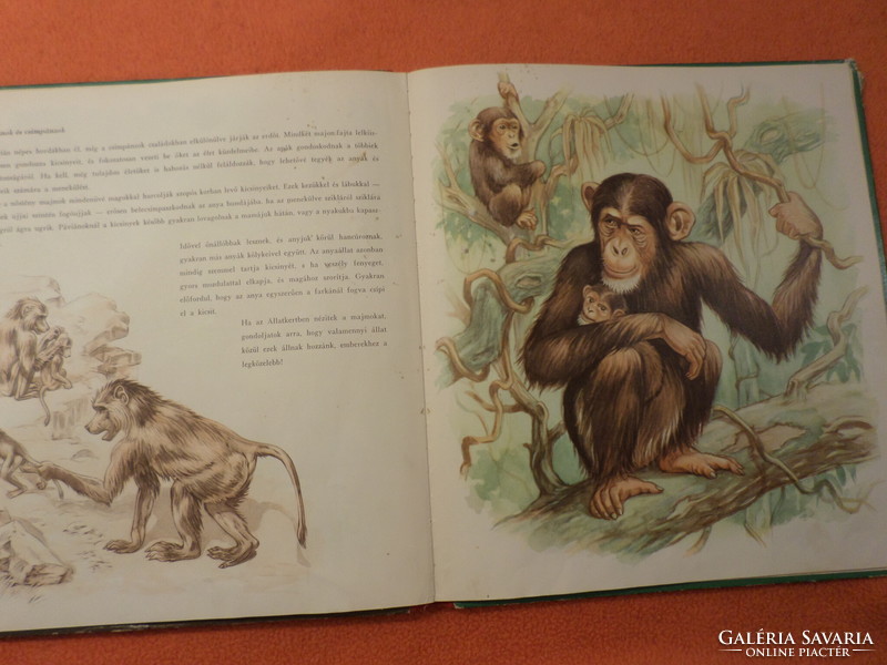ANYA ﻿ÉS GYERMEKE ﻿﻿az állatvilágban A képeket rajzolta: Rudolf Engel-Hardt, Heinrich Dathe, 1959