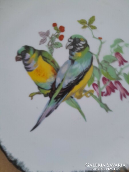 Bird plate wall dis