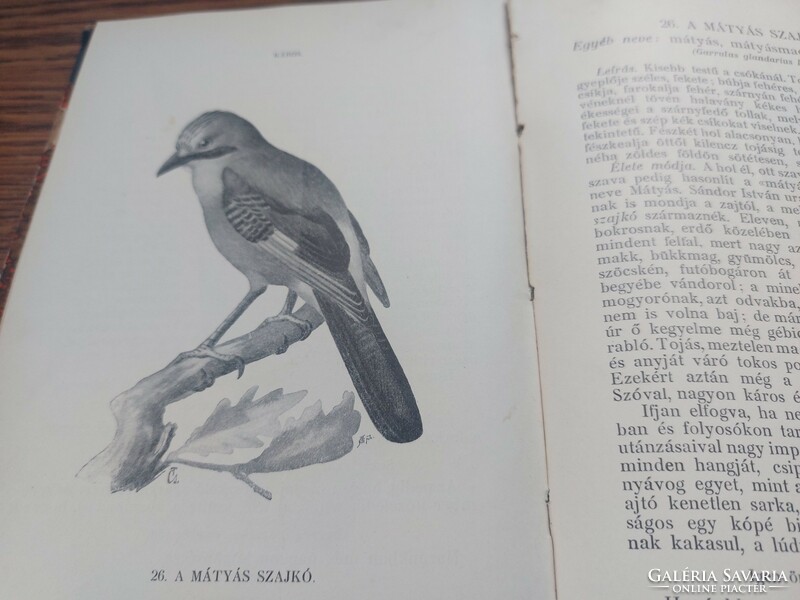 A madarak hasznáról és káráról 1914.  25000.-Ft