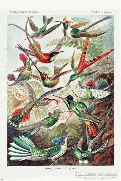 Ernst Haeckel: Kolibrik