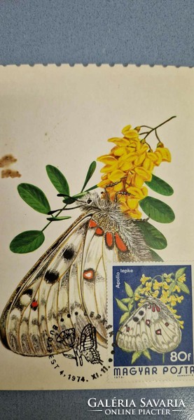 Postcard, butterflies, 1974. Xi. II. Budapest, apollo butterfly, with 80 f stamp.