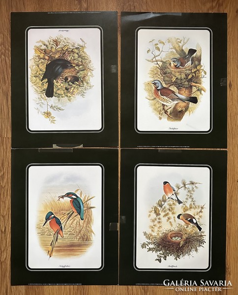 Representation of birds
