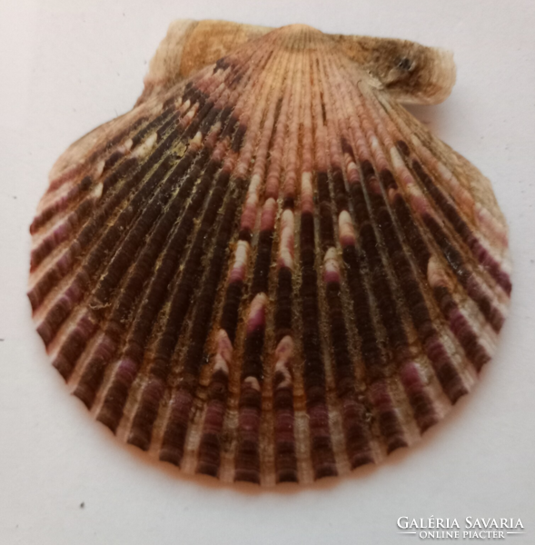 Sea and freshwater mussels (7 pcs.)