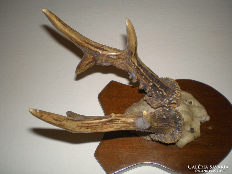 Deer antlers, trophy. Old . Good condition .