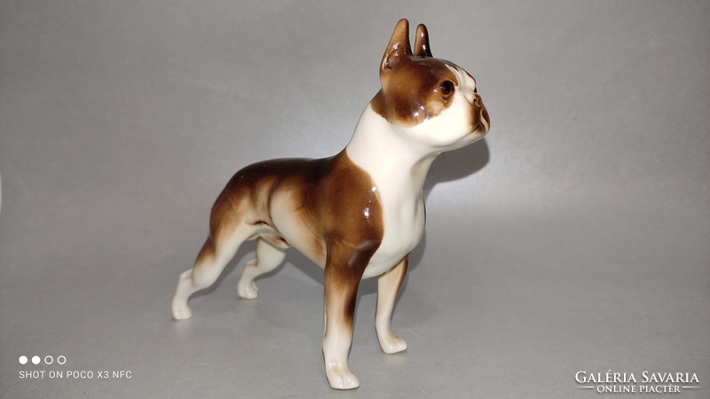 Ritka gyűjtői Royal Dux porcelán boston terrier kutya figura szobor