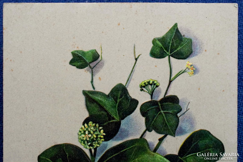 Antik szecessziós dombornyomott üdvözlő képeslap borostyánlevél