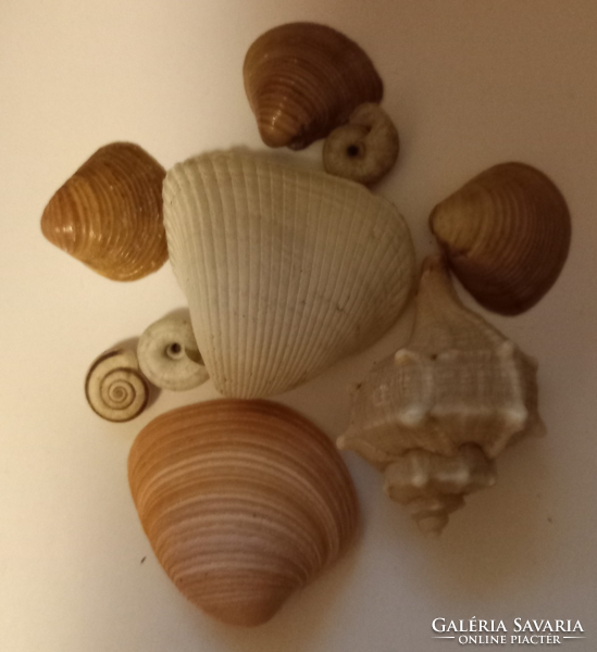Sea shells and snails, supplemented with freshwater