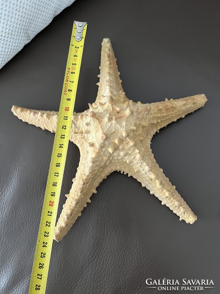 Nagy méretű tengeri csillag preparátum