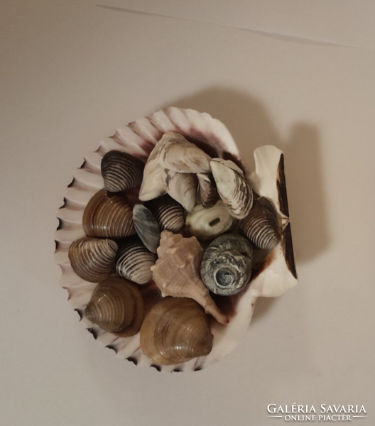 Sea shells and snails, supplemented with freshwater (3)