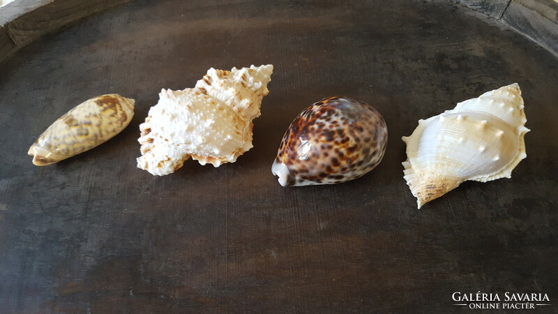 Sea snail collection