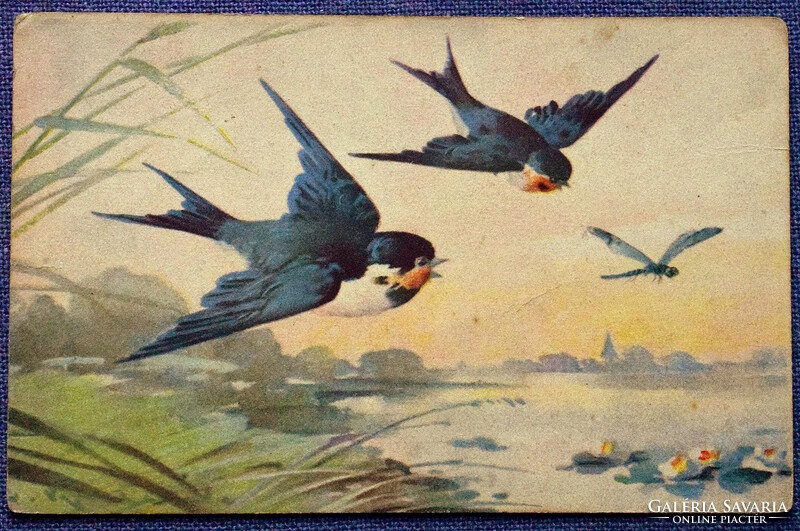 Antique graphic klein artist postcard - swallows dragonfly