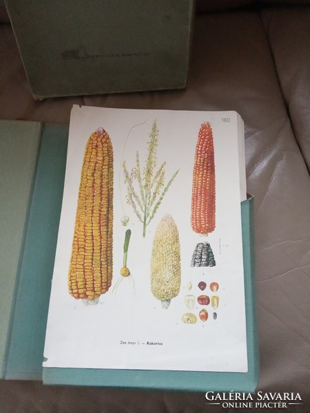 Cultural flora of Hungary x. Volume color atlas 1961 with color illustrations by Vera Csapody