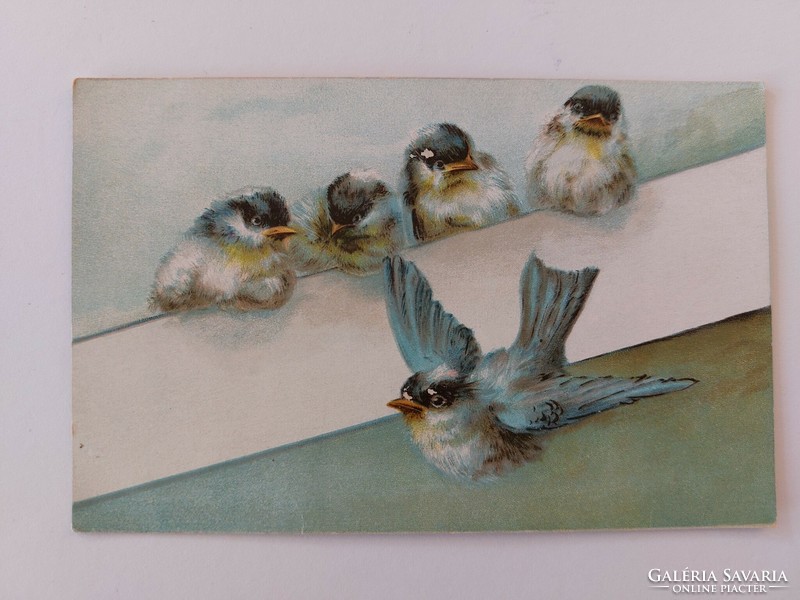 Old postcard postcard with birds