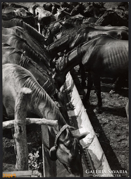 Larger size, photo art work by István Szendrő. Horses at the Trough, 1930s.