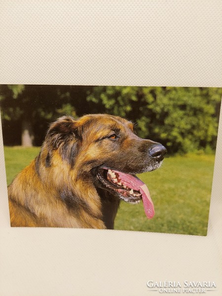 Dog, animal postcard, postal service (even with free delivery)